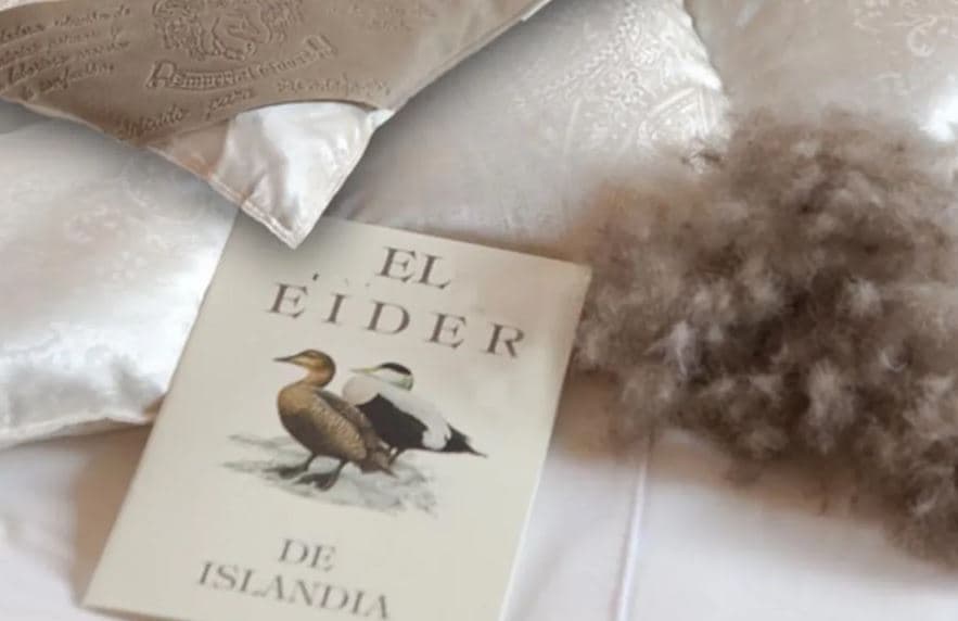 Eider, As penas de pássaros mais caras do mundo