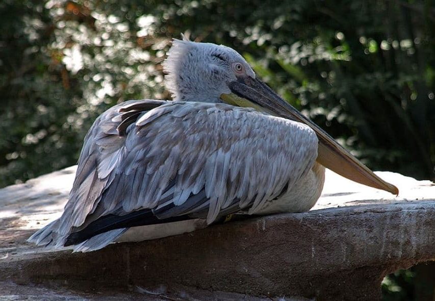 pelícano crespo, pelícano ceñudo, Pelecanus Crispus