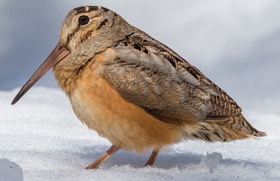 galinhola americana (Scolopax minor), a ave mais lenta do mundo