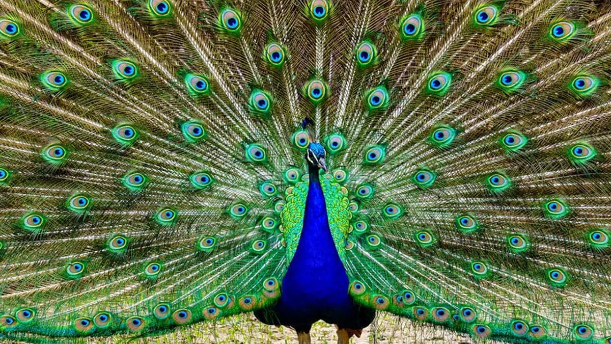 Pavão de pescoço verde (Pavo muticus)