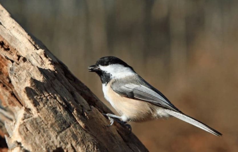 Parus atricapillus pintassilgo